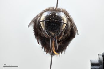 Media type: image;   Entomology 810633 Aspect: head frontal view